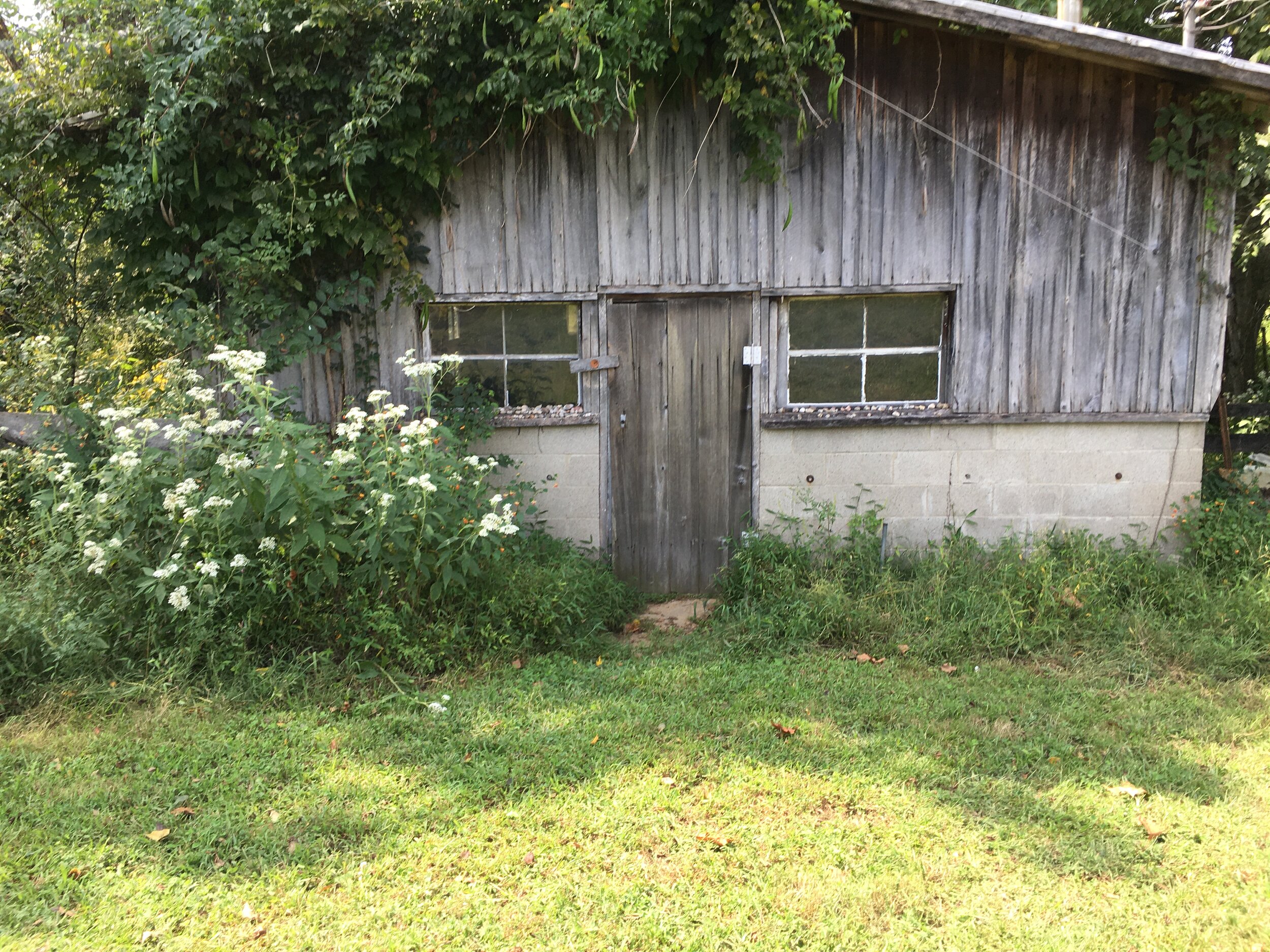 IMG_0117 Old wooden barn with a weathered exterior, surrounded by overgrown greenery and wildflowers. The barn features a simple wooden door and a window with a rustic view, set against a backdrop of lush foliage.